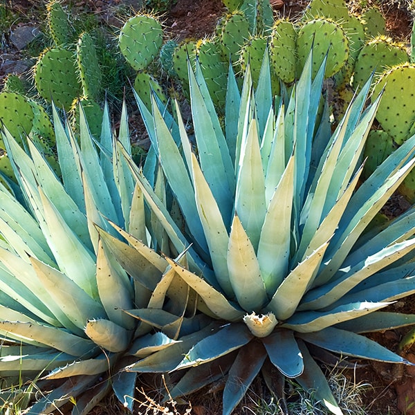 Blue Agave Blue Agave